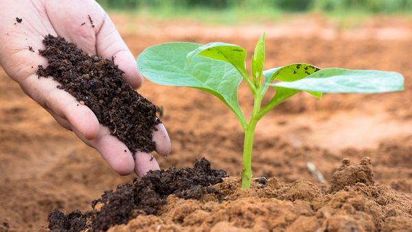 Fertilizanti si ingrasaminte organice pentru gradina ta!